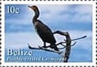 Double-crested Cormorant (Nannopterum auritum)
