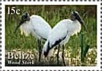 Wood Stork (Mycteria americana)