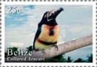 Collared Aracari (Pteroglossus torquatus)