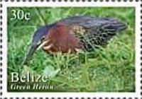 Green Heron (Butorides virescens)