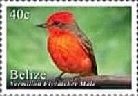 Vermilion Flycatcher - male (Pyrocephalus rubinus)