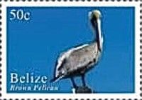 Brown Pelican (Pelecanus occidentalis)