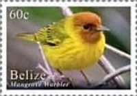Mangrove Warbler (Setophaga petechia)