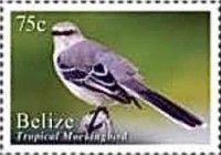 Tropical Mockingbird (Mimus gilvus)