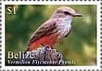 Vermilion Flycatcher - female (Pyrocephalus rubinus)