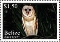 Barn Owl (Tyto alba)