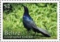 Great-Tailed Grackle (Quiscalus mexicanus)