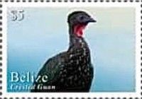 Crested Guan (Penelope purpurascens)
