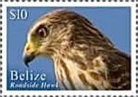 Roadside Hawk (Rupornis magnirostris)