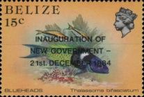 Blueheads (Thalassoma bifasciatum) - Overprinted