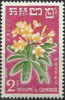 Yellow Frangipani (Plumeria rubra)