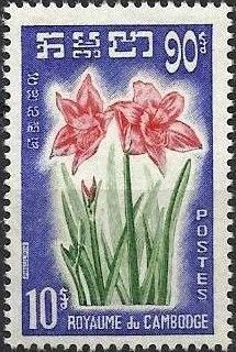 Amaryllis (Amaryllis belladonna)