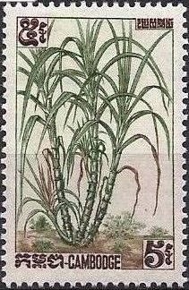 Sugarcane (Saccharum officinarum)