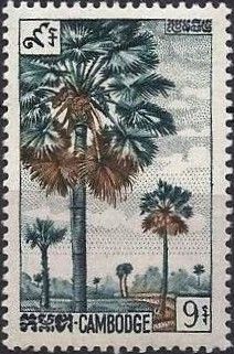 Sugar Palm (Arenga pinnata)