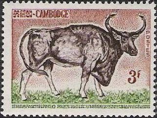 Kouprey (Bos sauveli)