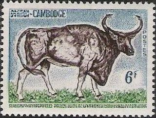 Kouprey (Bos sauveli)