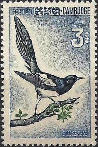 Eurasian Magpie (Pica pica)