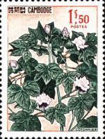 Cotton Plant (Gossypium sp.)