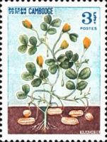 Peanut (Arachis hypogaea)