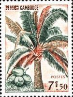 Coconut (Cocos nucifera)