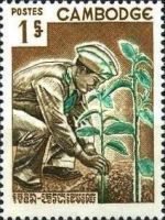 Man Planting Tree