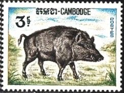 Wild Boar (Sus scrofa)
