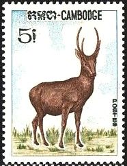 Hog Deer (Axis porcinus)