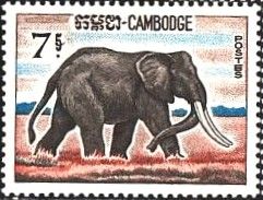 African Elephant (Loxodonta africana)