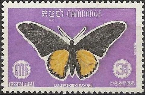 Golden Birdwing (Troides aeacus)