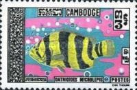 Siamese Tigerfish (Datnioides microlepis)