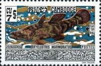 Marble Goby (Oxyeleotris marmorata)