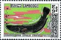 Striped Snakehead (Ophiocephalus striatus)