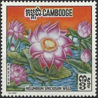 Indian Lotus Flower (Nelumbium speciosum)