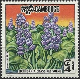 Eichhornia crassipes