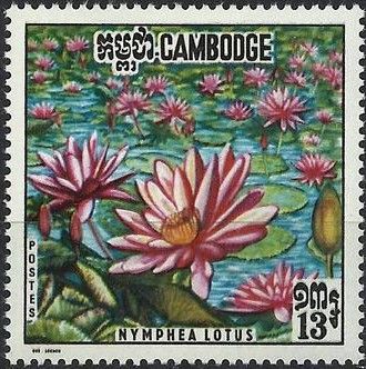 Red Tiger Lotus (Nymphea lotus)