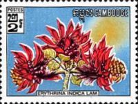 Tigers Claw (Erythrina indica)