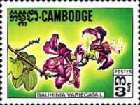 Bauhinia variegata