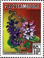 Lagerstroemia floribunda