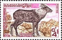 Mainland Serow (Capricornis sumatraensis)