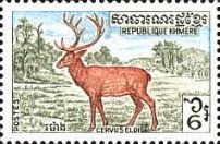 Brow-antlered Deer (Cervus eldi)