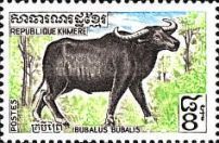Water Buffalo (Bubalus bubalis)