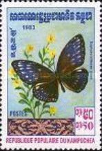Large Crow (Euploea phaenareta juvia)