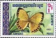 Junglequeen (Stichophthalma howqua)