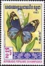 Blue Pansy (Precis orithya)