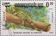 Iguana (Iguana sp.)