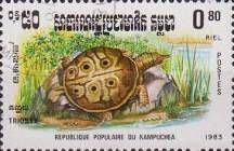 Softshell Turtle (Trionyx sp.)
