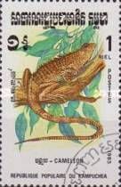 Chameleon (Chamaeleo sp.)