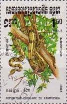 Boa Constrictor (Boa constrictor)