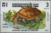Freshwater Turtle (Chrysemys sp.)