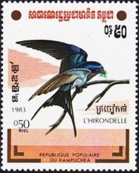 Barn Swallow (Hirundo rustica)